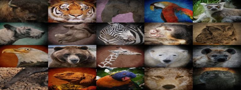 Проект endangered animals